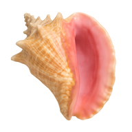 Pink Conch Shell