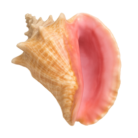 Pink Conch Shell