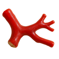 Bamboo Coral