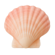 Scallop Shell