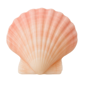 Scallop Shell