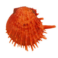 Spiny Oyster Shell