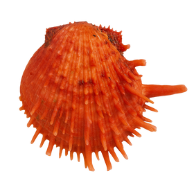 Spiny Oyster Shell